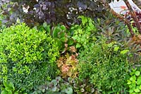 Un parterre de jardin avec des plantes à feuillage de différentes couleurs et textures