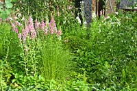 Plantes vivaces et graminées, jardin «Green Seam» du Hadlow College, RHS Hampton Court Flower Show