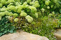 Combinaison de plantation d'Hortensia 'Annabelle', Gillenia trifoliata et Hosta elegans à côté de grosses pierres comme élément de jardin