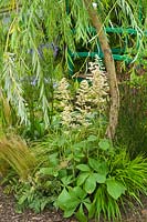 Salix babylonica - Saule - sous-planté de Rodgersia aesculifolia et de graminées. Exposition florale de RHS Hampton Court.