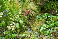 Détail d'un étang de jardin avec des plantes, y compris les nénuphars, Persicaria et Stipa tenuissima. Exposition florale de RHS Hampton Court