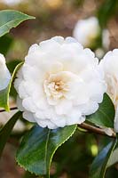 Camellia japonica 'Joshua E. Youtz'