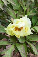 Paeonia 'High Noon' - fleur jaune de pivoine hybride Saunders