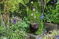 The Garden Flowerbed - un partenariat avec Asda au RHS Chelsea Flower Show 2016. Concepteurs: Alison Doxey et Stephen Welch.