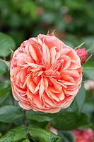 Rosa Duchesse de Cornouailles 'Tan 97157' - Rose