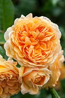 Rosa Crown Princess Margareta 'Auswinter' - Rose