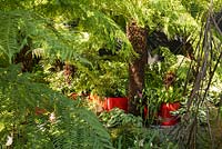 Plantation de Dicksonia et de feuillage exotique rustique dans un petit jardin urbain. Exposition florale de RHS Hampton Court. Designers Andrew Fisher Tomlin, Dan Bowyer