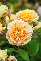 Rosa Crown Princess Margareta 'Auswinter' une escalade parfumée David Austin English Rose