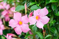 Hybride Mandevilla sanderi 'Sundaville Pretty Rose' = 'Sunparaprero' - Dipladenia -