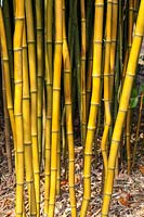 Phyllostachys aureosulcata - bambou à tige jaune