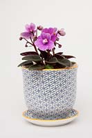 Saintpaulia - mini violette africaine dans un pot et une soucoupe en céramique décorative avec un fond blanc