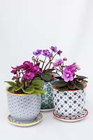 Saintpaulia - mini violettes africaines dans des pots et soucoupes en céramique décorative avec un fond blanc