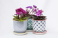 Saintpaulia - mini violettes africaines dans des pots et soucoupes en céramique décorative avec un fond blanc