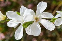 Magnolia kobus 'White Elegance' fleurit au printemps