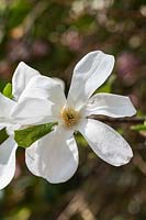 Magnolia kobus 'White Elegance' fleurit au printemps
