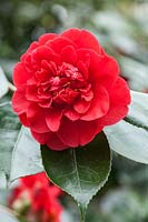 Camellia japonica 'Blaze of Glory'
