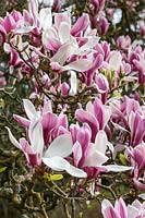 Magnolia x soulangeana 'Image'