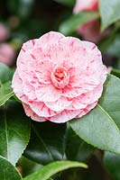 Camellia japonica 'Lavinia Maggi' - Prix du mérite du jardin