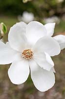 Magnolia stellata 'Norman Gould' syn Magnolia kobus 'Norman Gould'