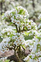 Pyrus communis 'Prince de Galles de Huyshe' - fleur de poirier au printemps