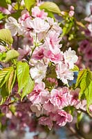 Prunus 'Matsumae-mathimur-zakura' - floraison ornementale de la cerise japonaise au printemps