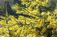 Acacia pravissima - Oiseau du four fleurissant au printemps. Prix RHS du mérite du jardin