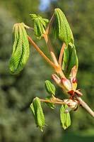 Nouveau feuillage d'Aesculus hippocastanum - Marronnier commun, émergence des bourgeons foliaires collants au printemps