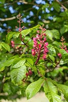 Aesculus x carnea 'Briotii' - Marronnier à fleurs rouges fleurissant au printemps