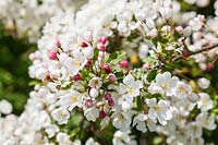 Malus 'Ames White' - Fleur de pommier sauvage au printemps