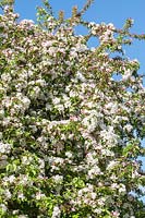 Malus 'Butterball' - Fleur de pommier sauvage au printemps. Prix RHS du mérite du jardin