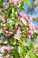 Malus 'Butterball' - Fleur de pommier sauvage au printemps. Prix RHS du mérite du jardin