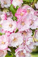Malus 'Van Eseltine' - Fleur de pommier sauvage au printemps