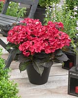 Hydrangea macrophylla Teller Dark Angel Red ®