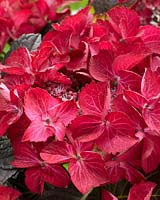 Hydrangea macrophylla Teller Dark Angel Red ®
