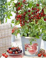 Solanum lycopersicum Tutti-Frutti Cherry F1