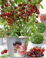 Solanum lycopersicum Tutti-Frutti Cherry F1