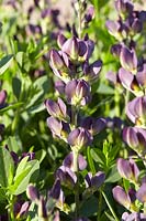 Baptisia Twilite Prairieblues