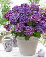 Hydrangea macrophylla Purple Punk ®