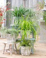 Collection Carex EverColor®