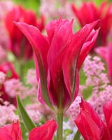 Menuet de poupée Tulipa