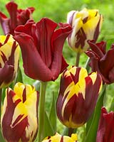 Robe Rouge Tulipa, Helmar