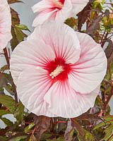Carrousel d'Hibiscus moscheutos Rose Bonbon
