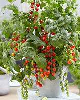 Solanum lycopersicum Tutti-Frutti Red Berry F1