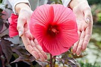 Carrousel Hibiscus moscheutos® Rose Passion