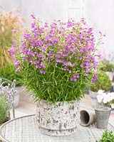 Penstemon Pike's Peak Violet