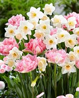 Narcisse Sweet Smiles, Tulipa Crispion Sweet