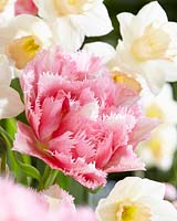 Narcisse Sweet Smiles, Tulipa Crispion Sweet