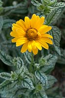 Heliopsis helianthoides Loraine Sunshine