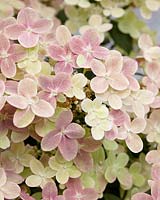 Hydrangea paniculata Polestar