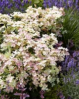 Hydrangea paniculata Polestar